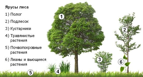 Растительные сообщества в биологии &ndash; растения, их ярусность (6 класс)