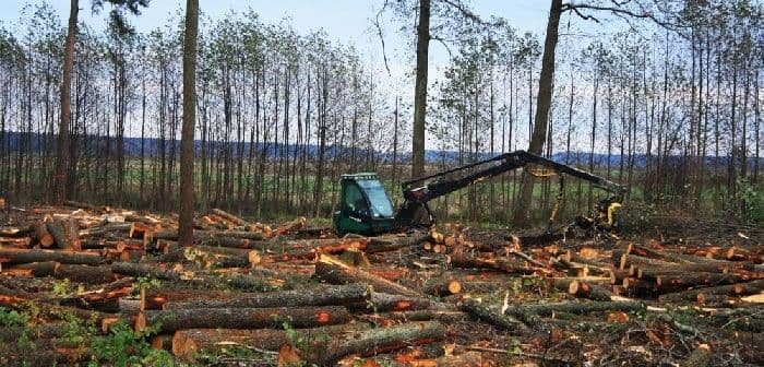 Растительные сообщества в биологии &ndash; растения, их ярусность (6 класс)