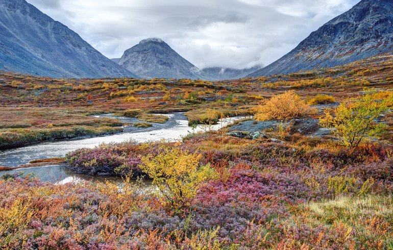 Растительные сообщества — виды, характеристика и примеры растений