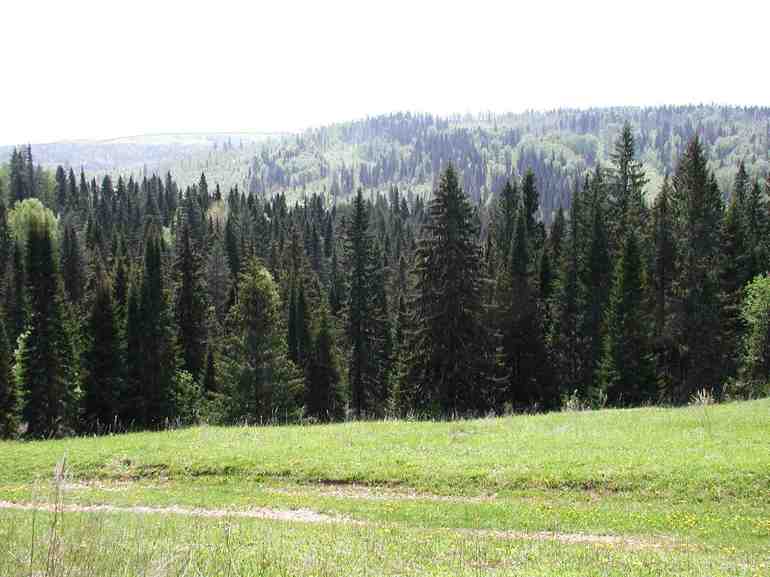 Растительные сообщества — виды, характеристика и примеры растений