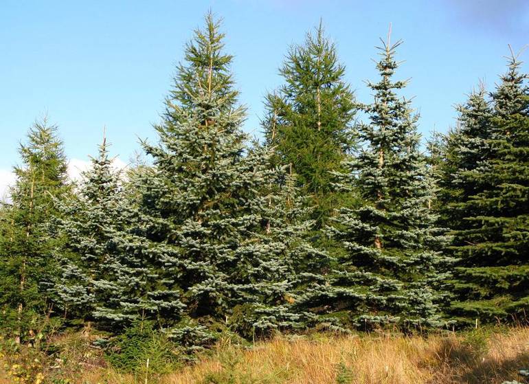 Растительные сообщества — виды, характеристика и примеры растений