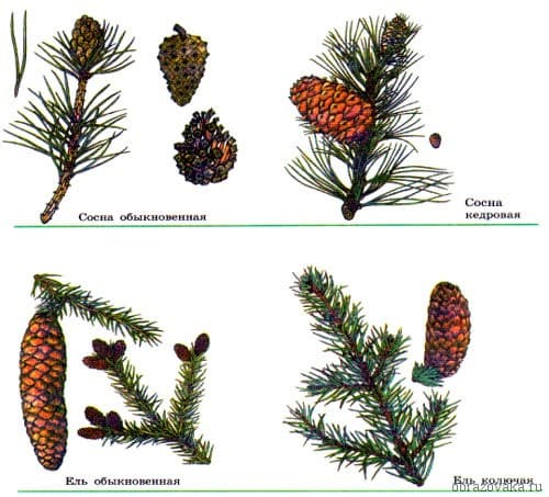 Размножение голосеменных растений &ndash; краткая схема (6 класс)