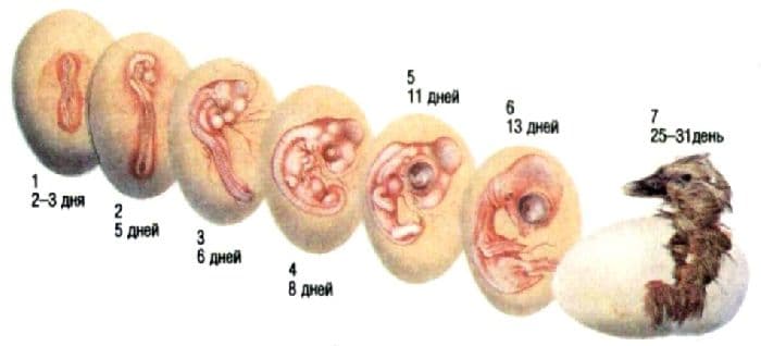Размножение и развитие птиц кратко (биология, 7 класс)