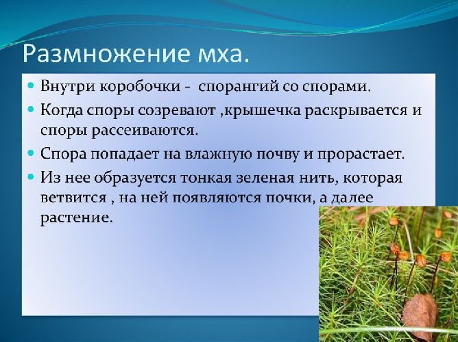 Размножение спорами &ndash; разновидность и примеры кратко (10 класс, биология)