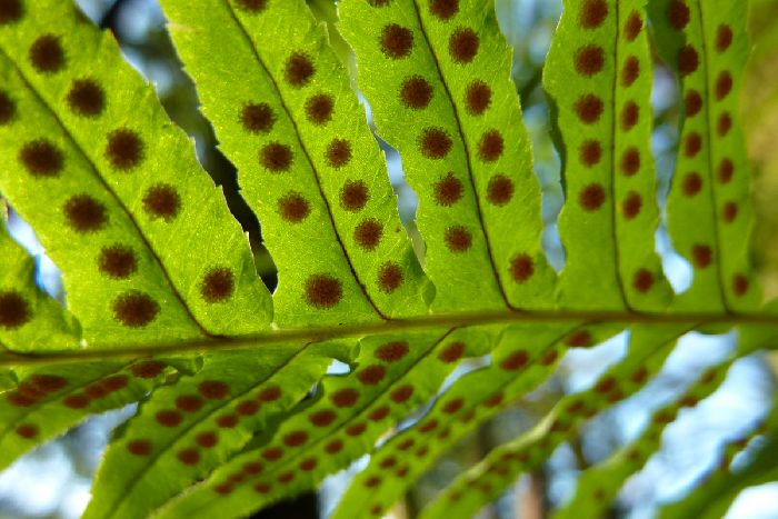 Размножение спорами &ndash; разновидность и примеры кратко (10 класс, биология)