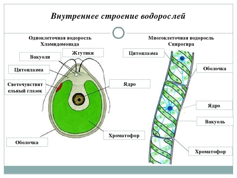 Размножение водорослей — способы, особенности и этапы