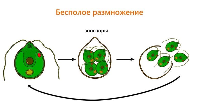 Размножение водорослей — способы, особенности и этапы