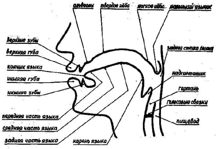 Речь (биология, 8 класс)