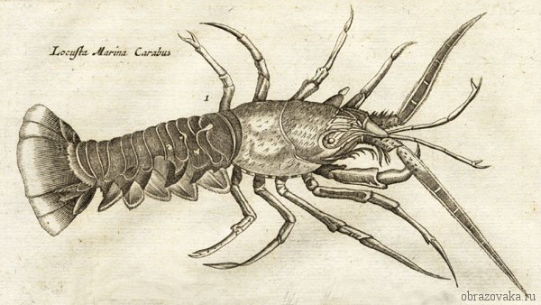 Речной рак &ndash; функции, признаки и среда обитания класса, широкопалый и узкопалый вид