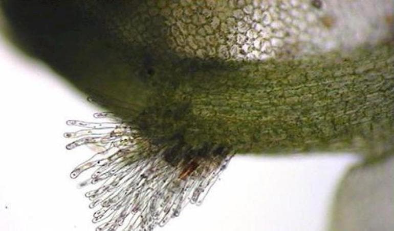 Ризоиды &mdash; определение в биологии, особенности и функции