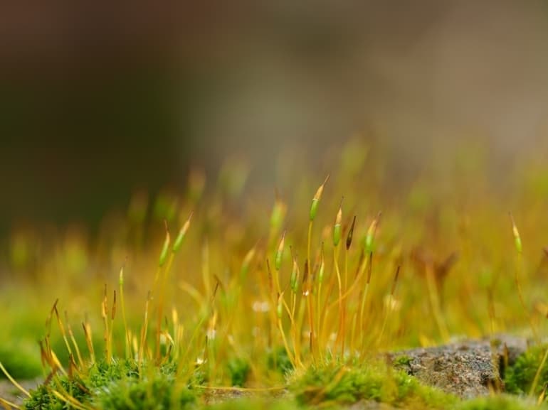 Ризоиды &mdash; определение в биологии, особенности и функции