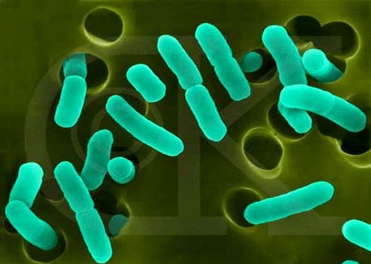 Роль бактерий в природе и жизни человека, их использование