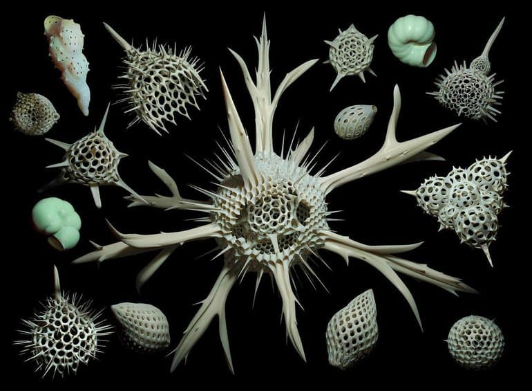 Саркодовые &mdash; общая характеристика класса, строение, жизненный цикл