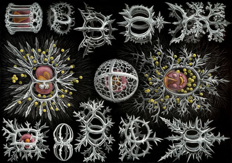 Саркодовые &mdash; общая характеристика класса, строение, жизненный цикл