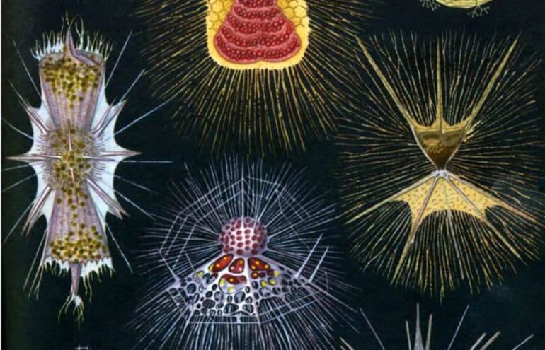 Саркодовые &mdash; общая характеристика класса, строение, жизненный цикл