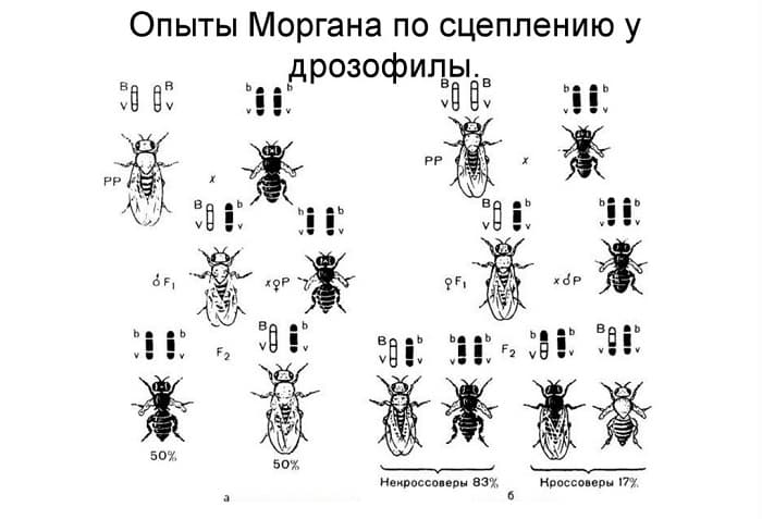 Сцепленное наследование &mdash; понятие, виды и значение