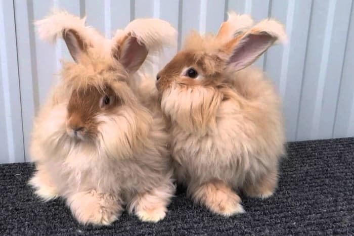 Сцепленное наследование &mdash; понятие, виды и значение