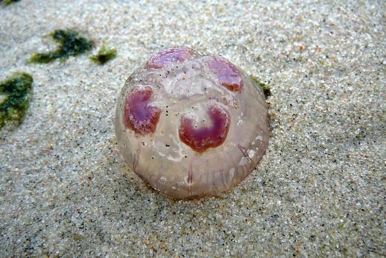 Сцифоидные медузы &mdash; общая характеристика, особенности строения и жизненный цикл