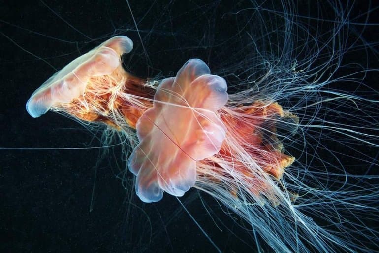 Сцифоидные медузы &mdash; общая характеристика, особенности строения и жизненный цикл