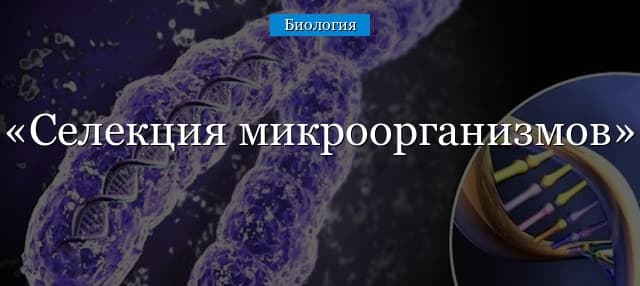 Селекция микроорганизмов – кратко о методах, значении и особенностях (9 класс, биология)
