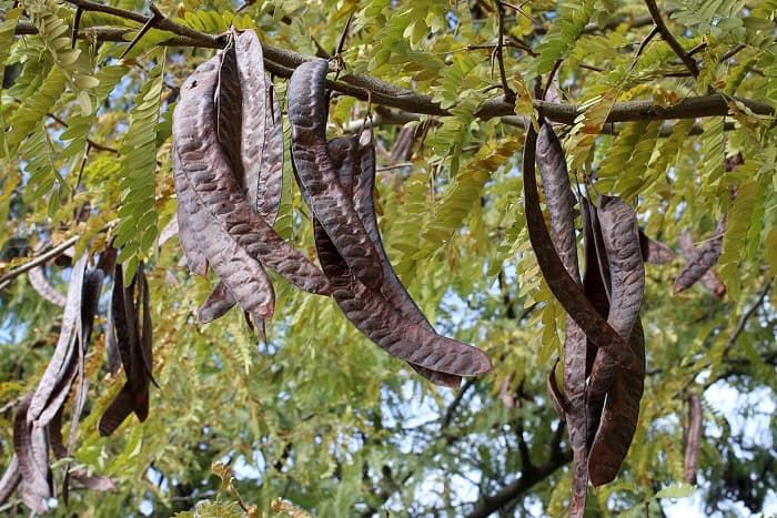 Семейство бобовые — общая характеристика, строение и представители
