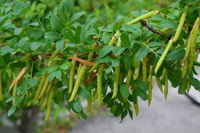 Семейство бобовые — общая характеристика, строение и представители