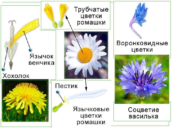 Семейство Cложноцветные &ndash; формула цветка, общая характеристика по биологии (6 класс)