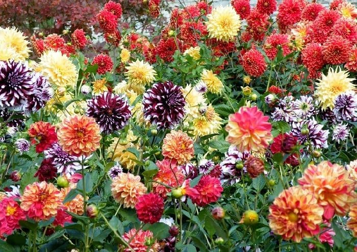 Семейство Cложноцветные &ndash; формула цветка, общая характеристика по биологии (6 класс)