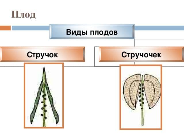 Семейство Крестоцветные &ndash; какие признаки характерны для растений класса Двудольные