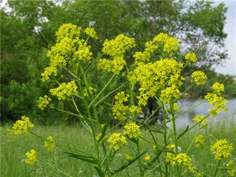 Семейство крестоцветные в биологии &mdash; характеристика, виды и примеры представителей