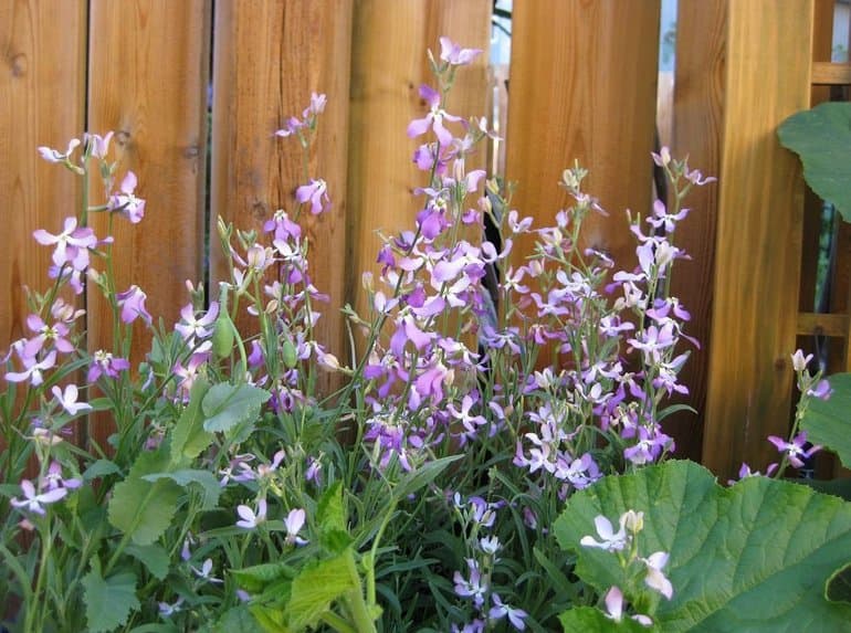 Семейство крестоцветные в биологии &mdash; характеристика, виды и примеры представителей