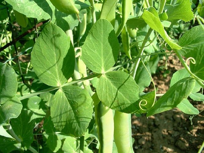 Семейство Мотыльковые (Бобовые) класса Двудольные растения &ndash; характеристика