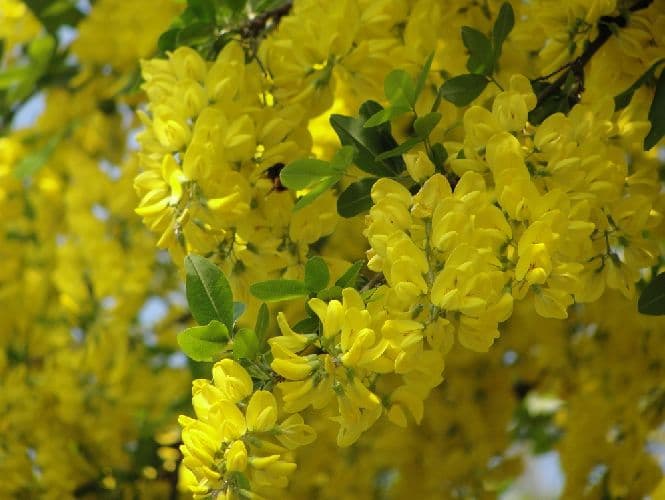 Семейство Мотыльковые (Бобовые) класса Двудольные растения &ndash; характеристика