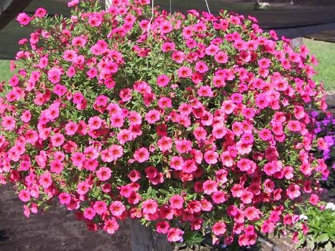 Семейство Пасленовые &ndash; представители, формула цветка растений