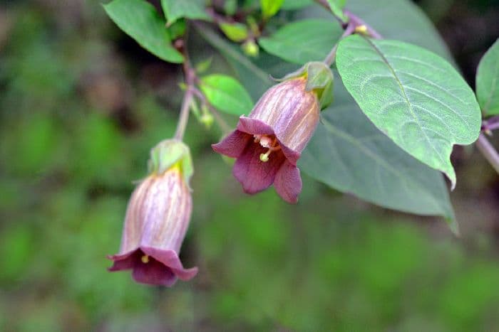 Семейство Пасленовые &ndash; представители, формула цветка растений