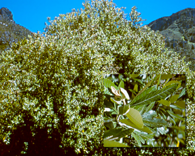 Семейство сложноцветных — характеристика, формула и строение цветка