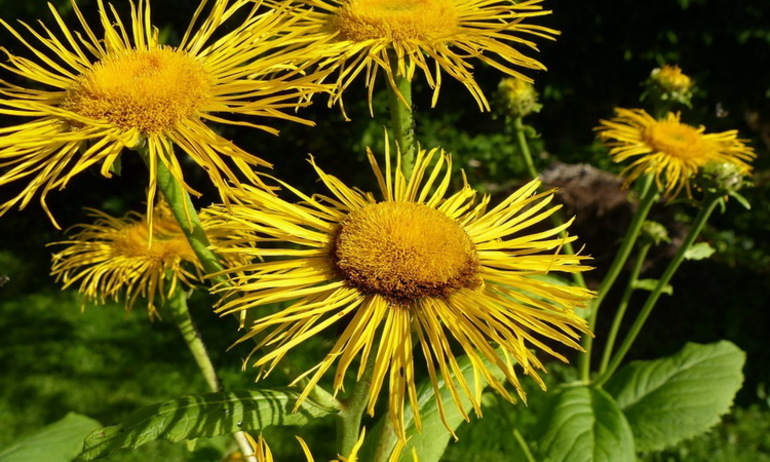 Семейство сложноцветных — характеристика, формула и строение цветка