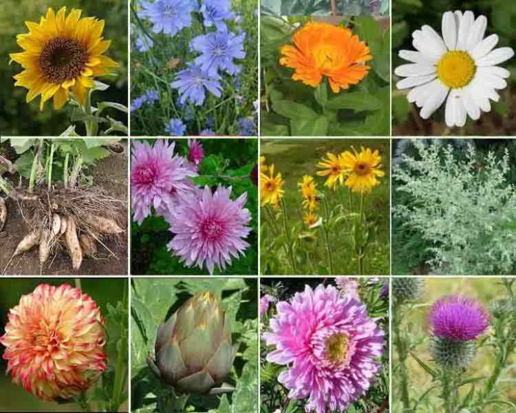 Семейство сложноцветных — характеристика, формула и строение цветка