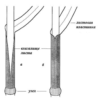 Семейство Злаки &ndash; плод, цветок, культурные растения (6 класс)