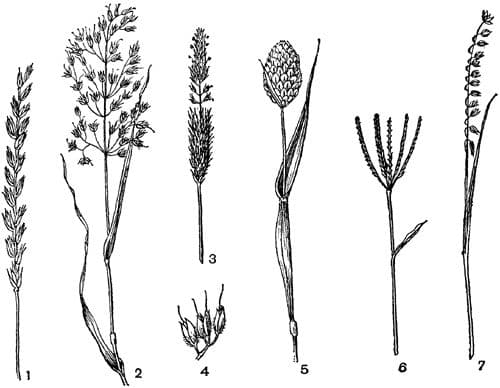 Семейство Злаки &ndash; плод, цветок, культурные растения (6 класс)