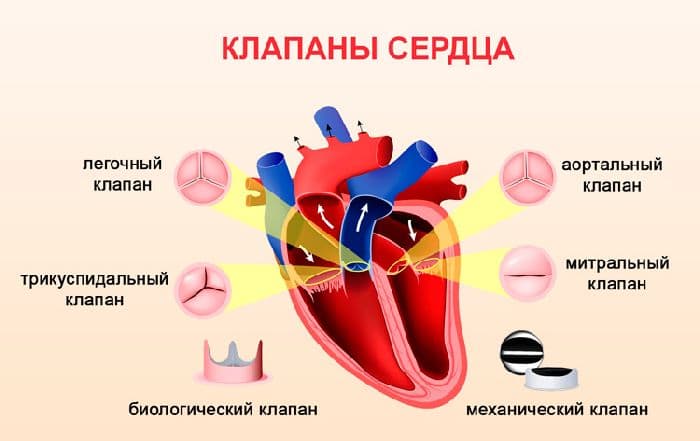 Сердце млекопитающих &ndash; строение камер