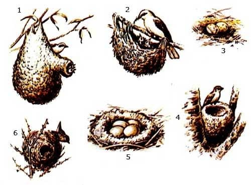 Сезонные явления в жизни птиц, их роль кратко