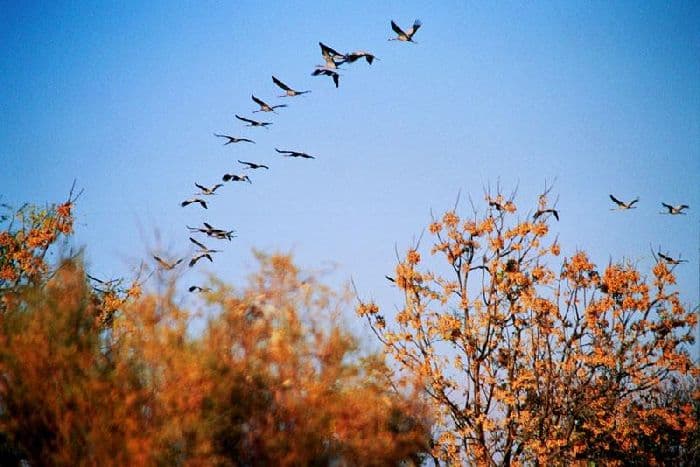 Сезонные явления в жизни птиц, их роль кратко