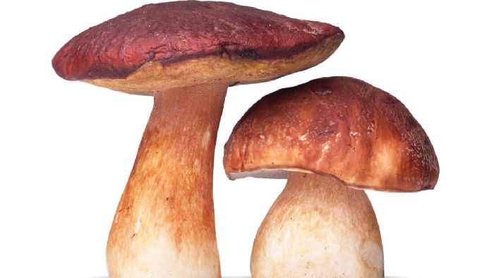 Шляпочные грибы &ndash; примеры, виды и характеристики кратко&nbsp;(5 класс, биология)