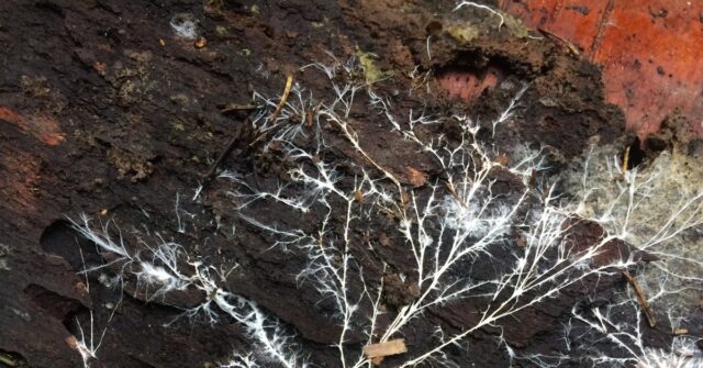 Шляпочные грибы &ndash; примеры, виды и характеристики кратко&nbsp;(5 класс, биология)