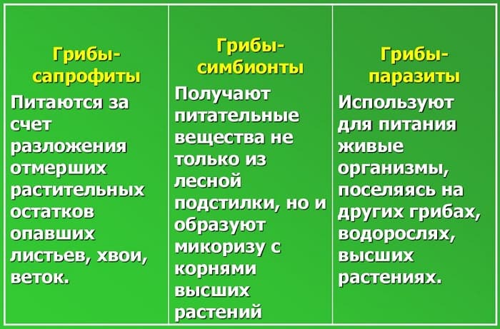 Шляпочные грибы &mdash; виды, особенности строения и жизнедеятельности