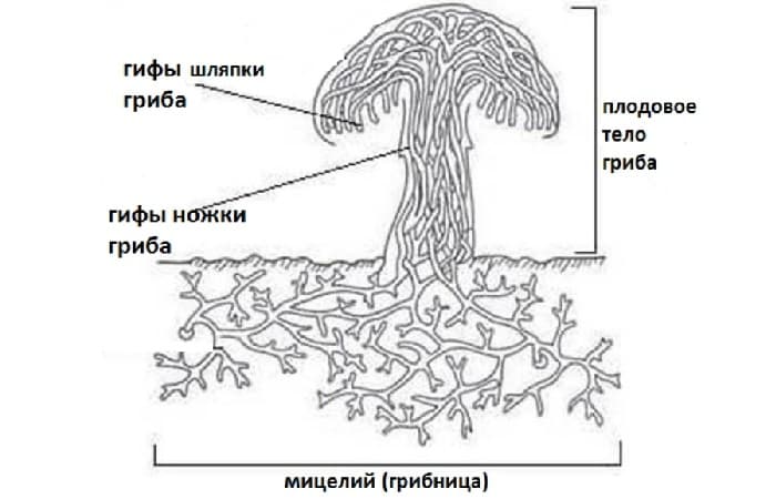Шляпочные грибы &mdash; виды, особенности строения и жизнедеятельности
