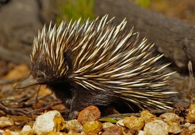 Сходства и различия млекопитающих и пресмыкающихся &ndash; примеры соответствия, сравнительные характеристики и особенности строения кратко (7 класс, биология)