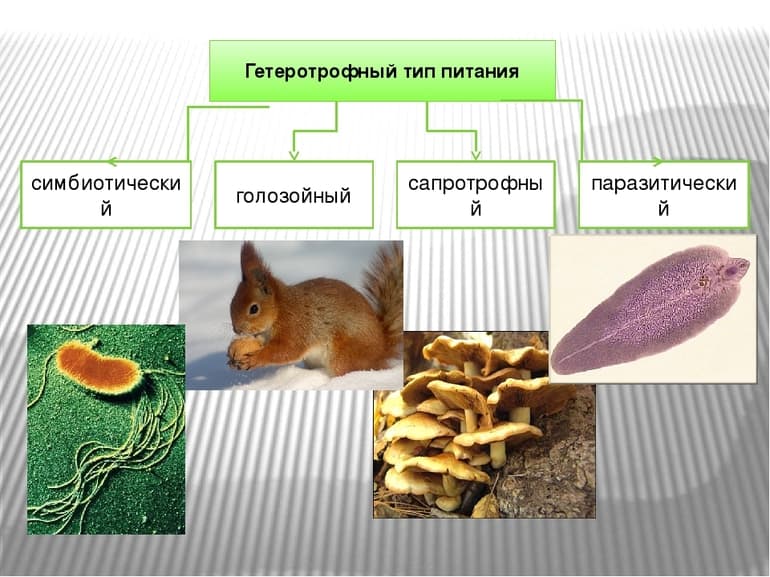 Сходство грибов с растениями и животными — общие признаки, характеристики и черты