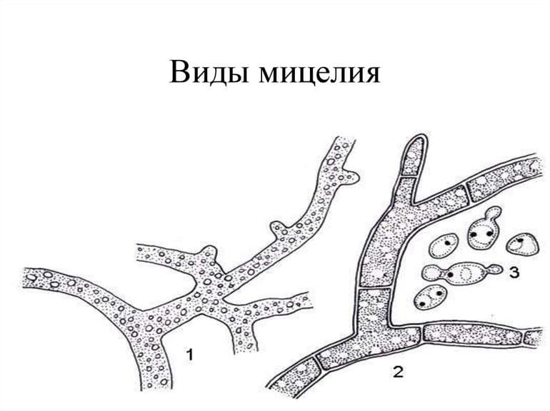 Сходство грибов с растениями и животными — общие признаки, характеристики и черты